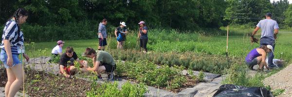 Volunteers work at the Champlain Valley Native Plant Restoration Nursery. Photo courtesy of Hilary Solomon. People working in seedling nursery